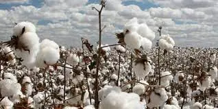 cotton rate in pakistan