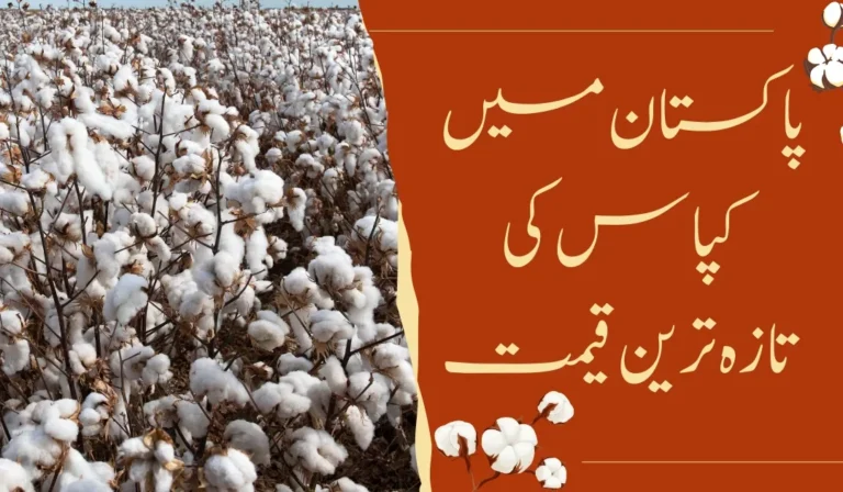 Cotton rate in Pakistan